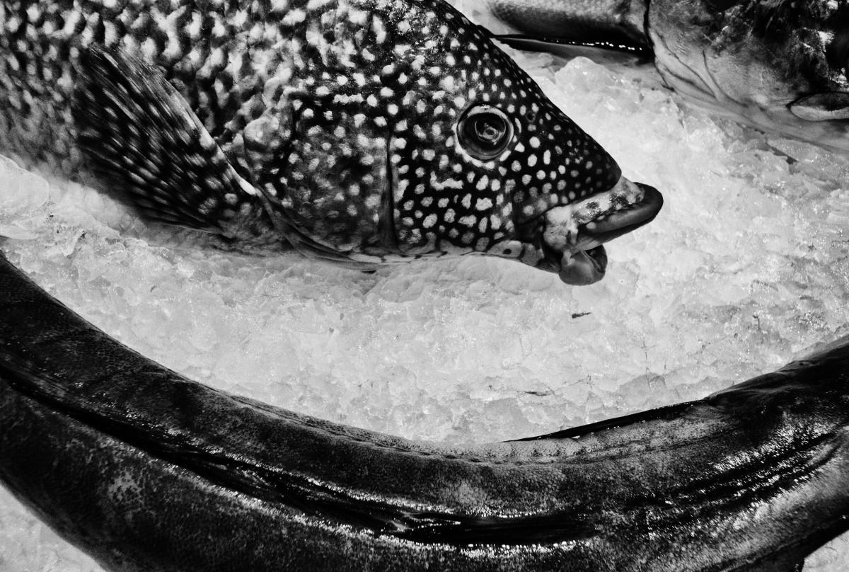 Sequence XV - Natura morta Fish